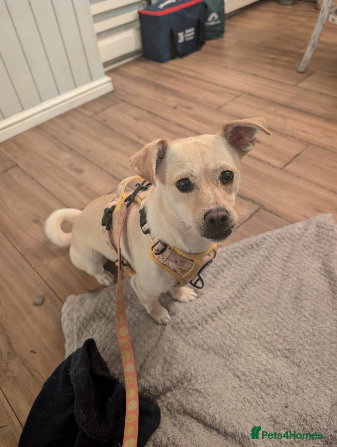 Mixed Breed dogs for adoption: Gwenie  - Advert 3