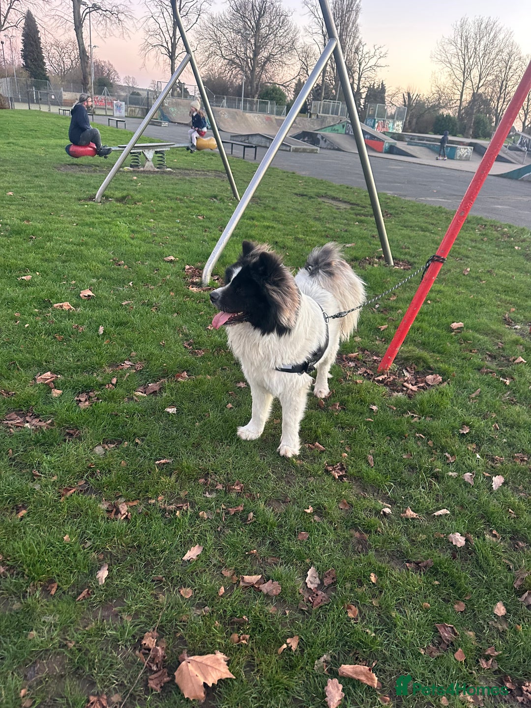 Caucasian Shepherd Dog dogs for stud: Strong Caucasian Shepherd Male for Stud - Advert 6