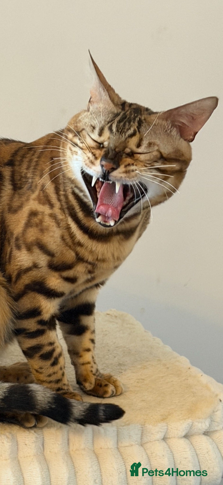 Bengal cats Absolutely stunning Bengal cat  - Advert 18