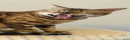 Bengal cats for sale: Absolutely stunning Bengal cat  - Advert 1