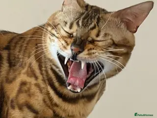 Bengal cats Absolutely stunning Bengal cat - Advert 5