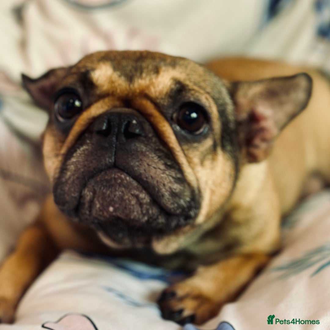 French Bulldog dogs for sale: 2 fluffy male French bulldogs - Image 8