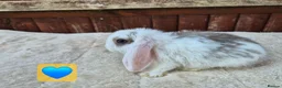 Mini Lop rabbits for sale: ❤️ Ready to reserve  💙  - Advert 11