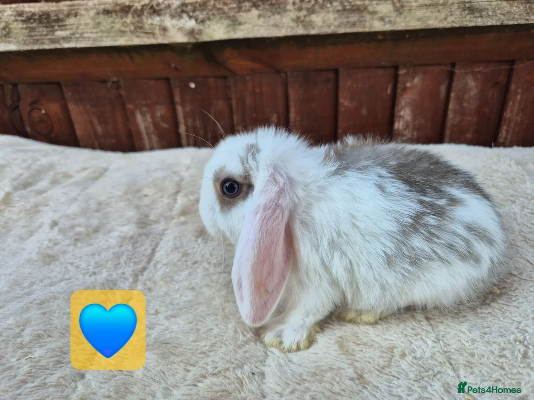 Mini Lop rabbits for sale: ❤️ Ready to reserve  💙  - Advert 11