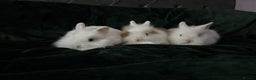Lionhead rabbits for sale: Beautiful lion-head bunnies 🐰  - Advert 12