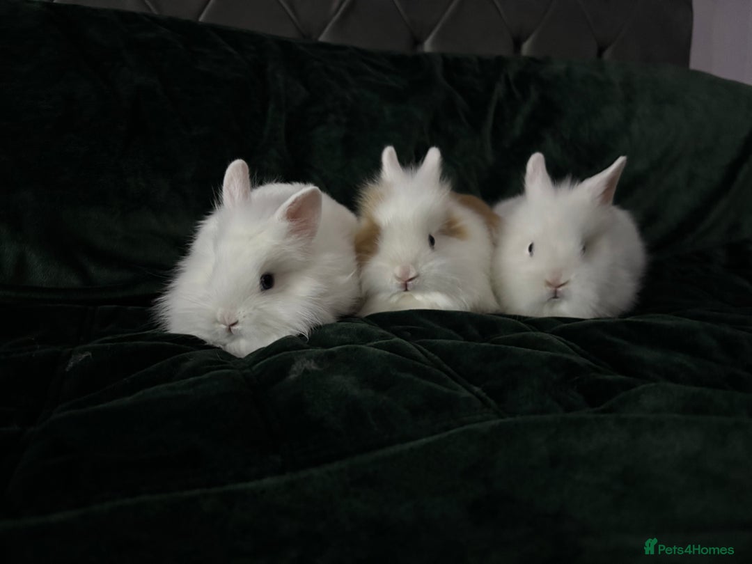 Lionhead rabbits for sale: Beautiful lion-head bunnies 🐰  - Advert 12