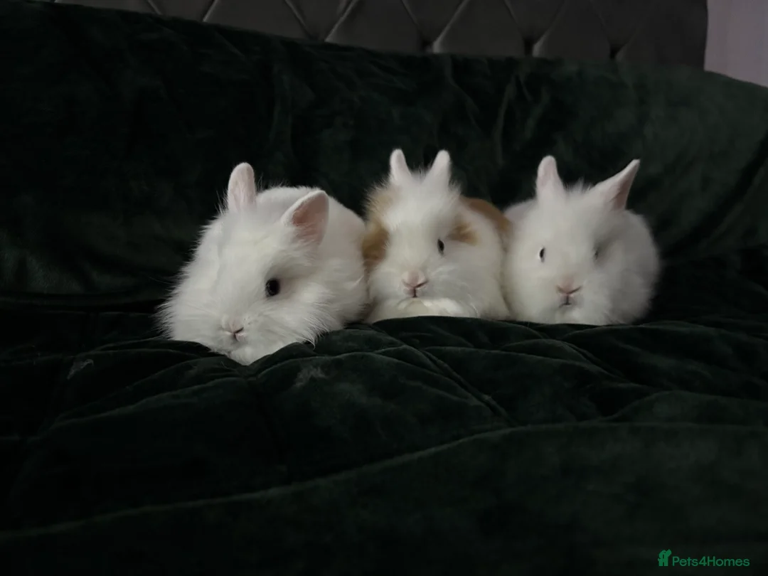 Lionhead rabbits for sale: Beautiful lion-head bunnies 🐰  - Advert 12