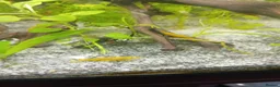 Live Bearers fish for sale: Tropical community fish in Harlow - Advert 1