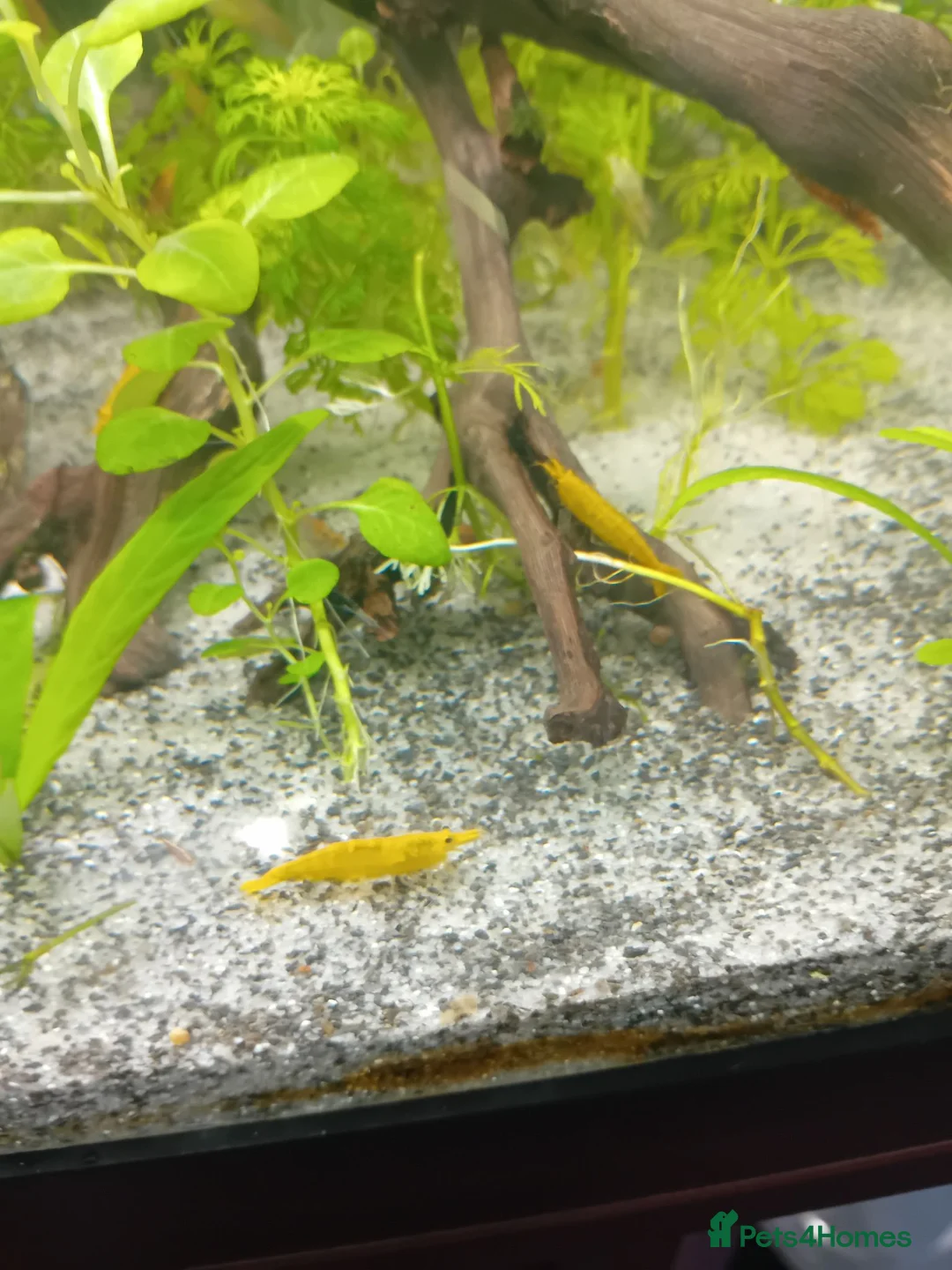 Live Bearers fish for sale: Tropical community fish in Harlow - Advert 1