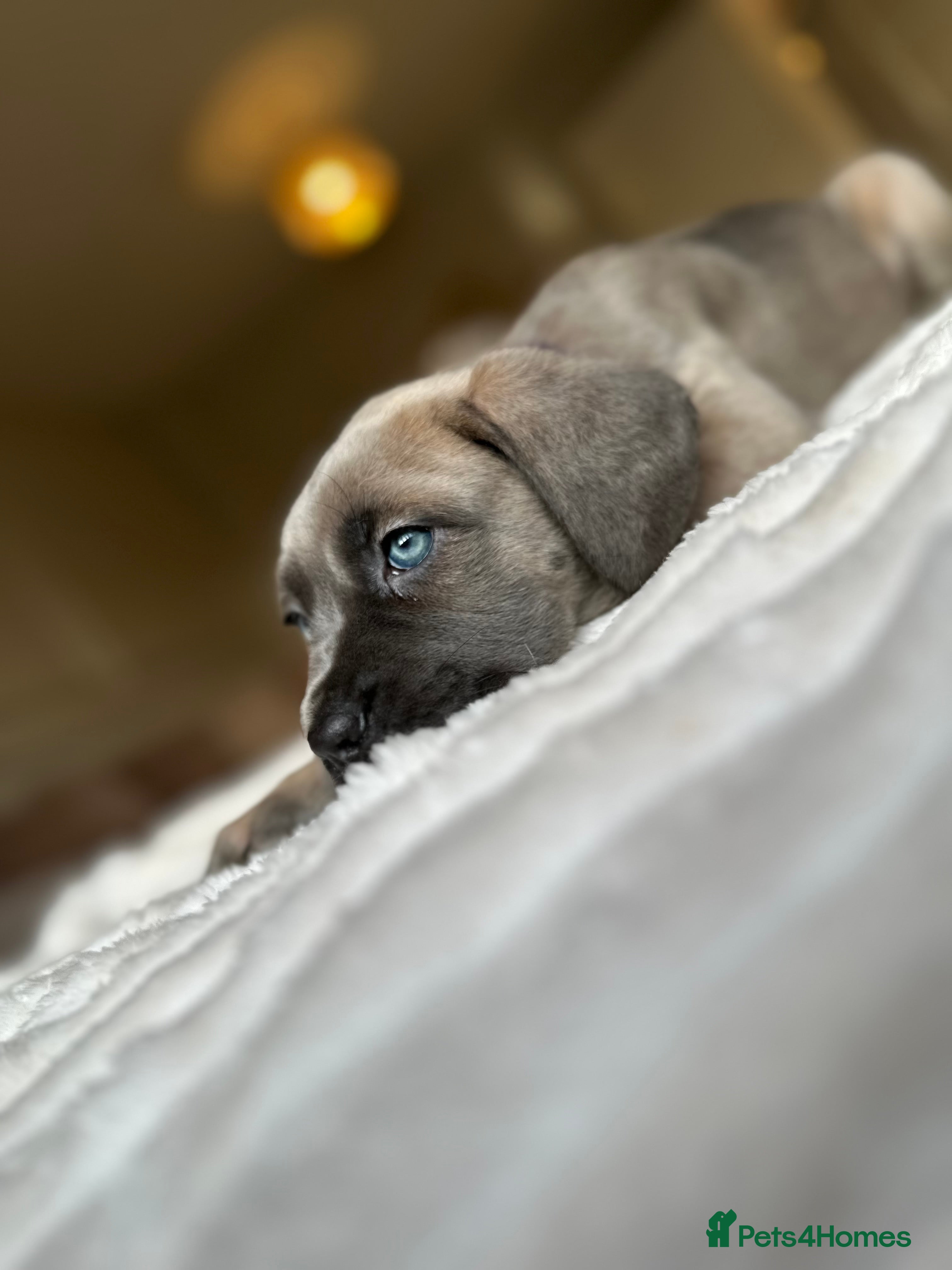 Cane Corso dogs ‼️ Champion ICCF, health tested Cane Corso pup ‼️ - Advert 17