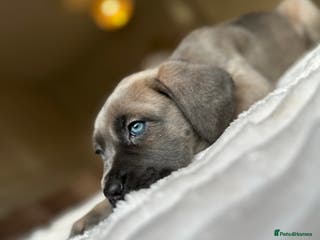 Cane Corso dogs ‼️ Champion ICCF, health tested Cane Corso pup ‼️ - Advert 5