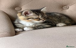Mixed Breed cats for sale: Adorable Longhair Kittens-ready for a new home - Image 10