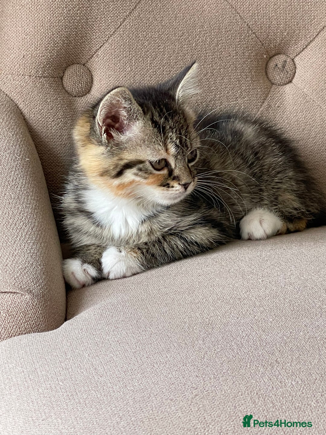 Mixed Breed cats for sale: Adorable Longhair Kittens-ready for a new home - Image 10