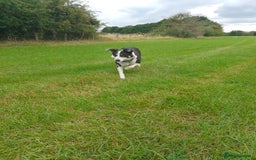 Border Collie dogs for sale: Border collie pups  - Image 9