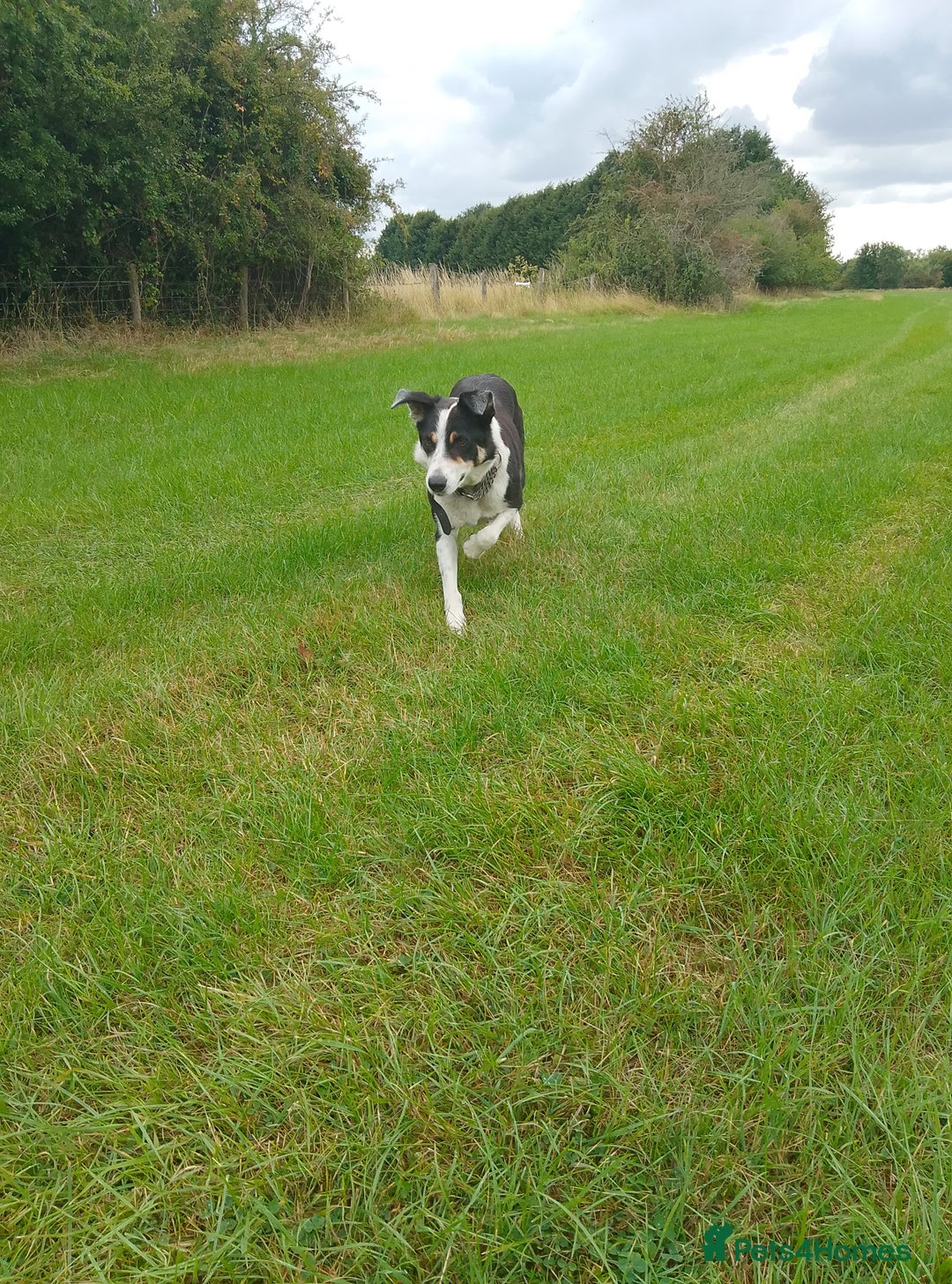 Border Collie dogs for sale: Border collie pups  - Image 9
