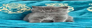 British Shorthair 1