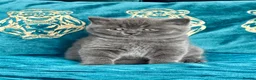 British Shorthair cats for sale: GCCF Blue Boy – Sweet & Cuddly 🥰 🐾 - Advert 4