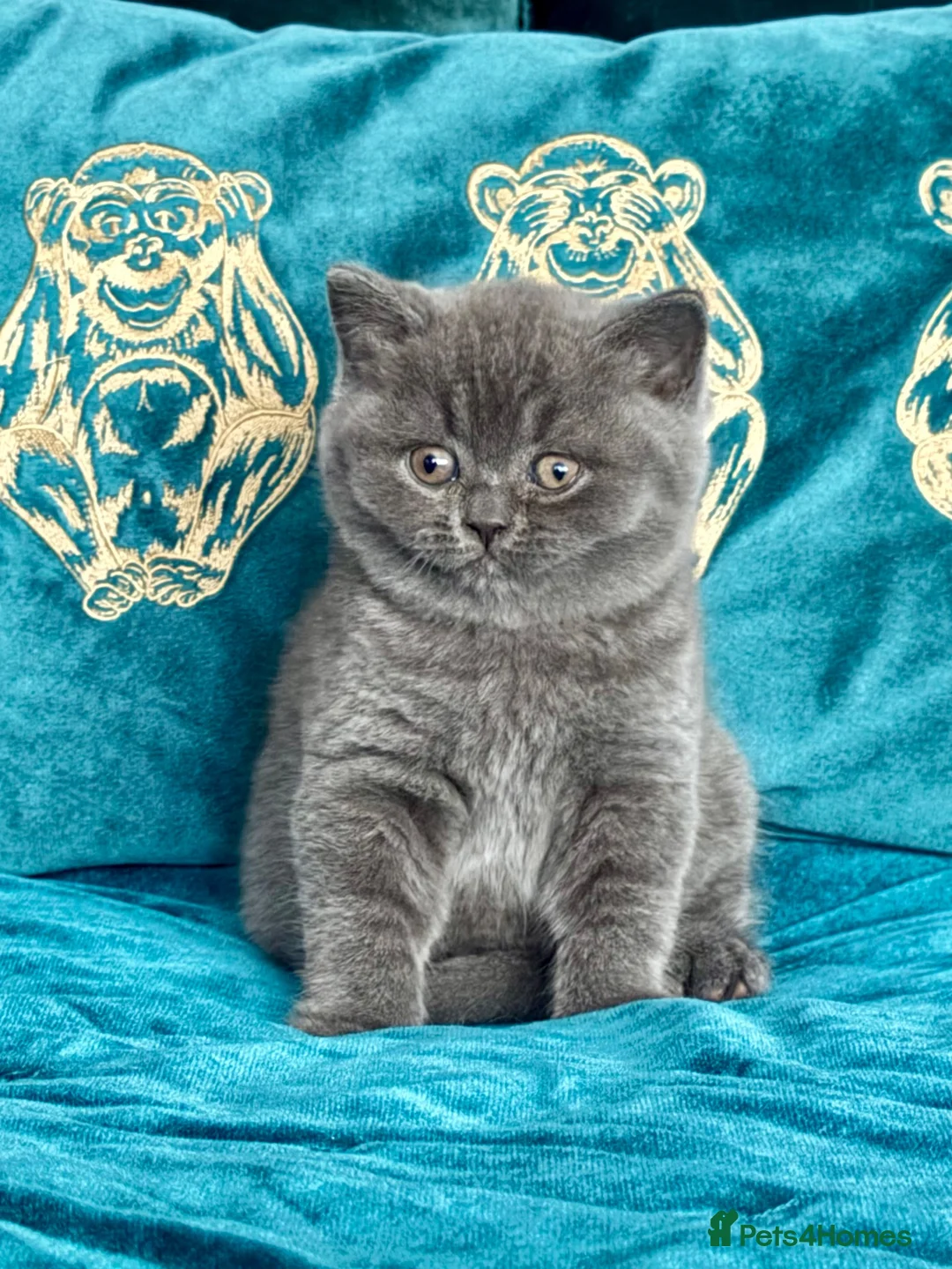 British Shorthair cats for sale: GCCF Blue Boy – Sweet & Cuddly 🥰 🐾 - Advert 4