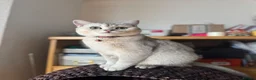British Shorthair cats for sale: Beautiful BSH Blue Golden TICA kittens - Advert 23