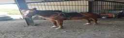 Irish Sports horses for sale: Super talented sport horse in Hereford - Advert 4