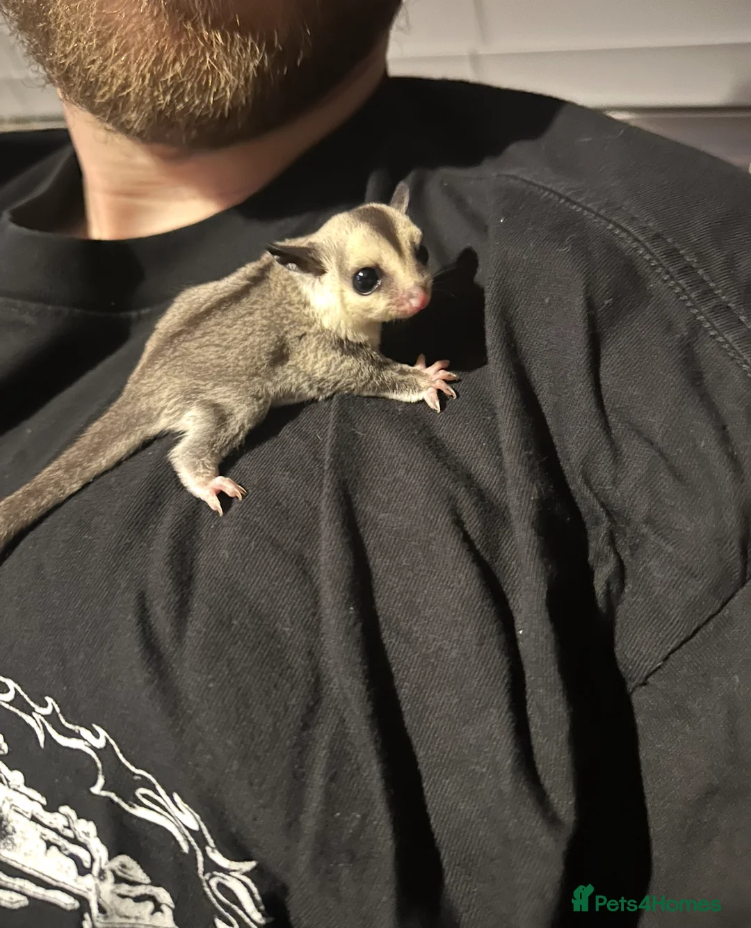 Sugar Glider rodents for sale: Sugar Glider Three Males plus Cage & Accessories - Advert 4