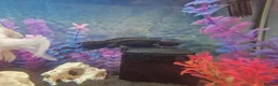 Other/Mixed Breed fish for sale: Solid Oak Fish Tank Cabinet  in Caerphilly - Advert 3