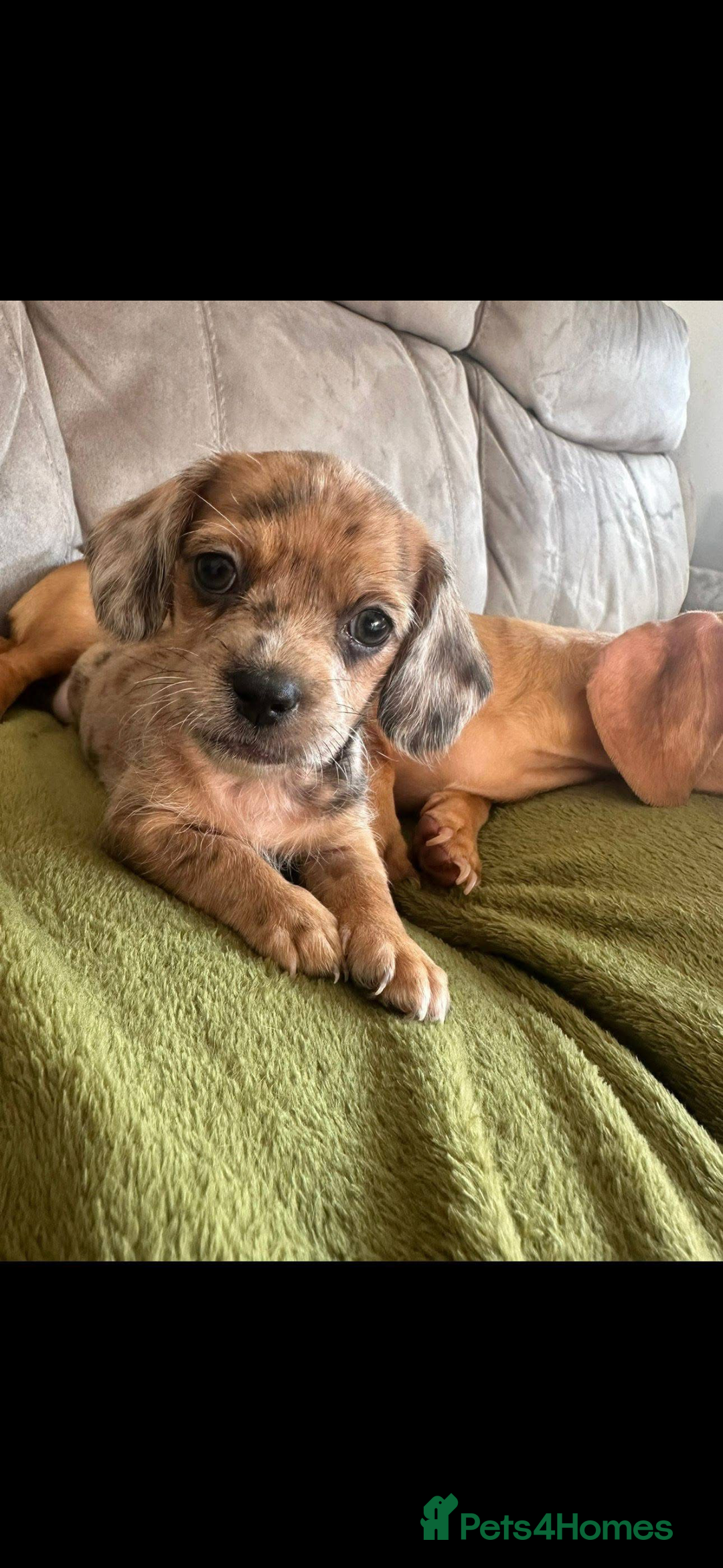 Mixed Breed dogs for sale: Schweenies - Advert 18