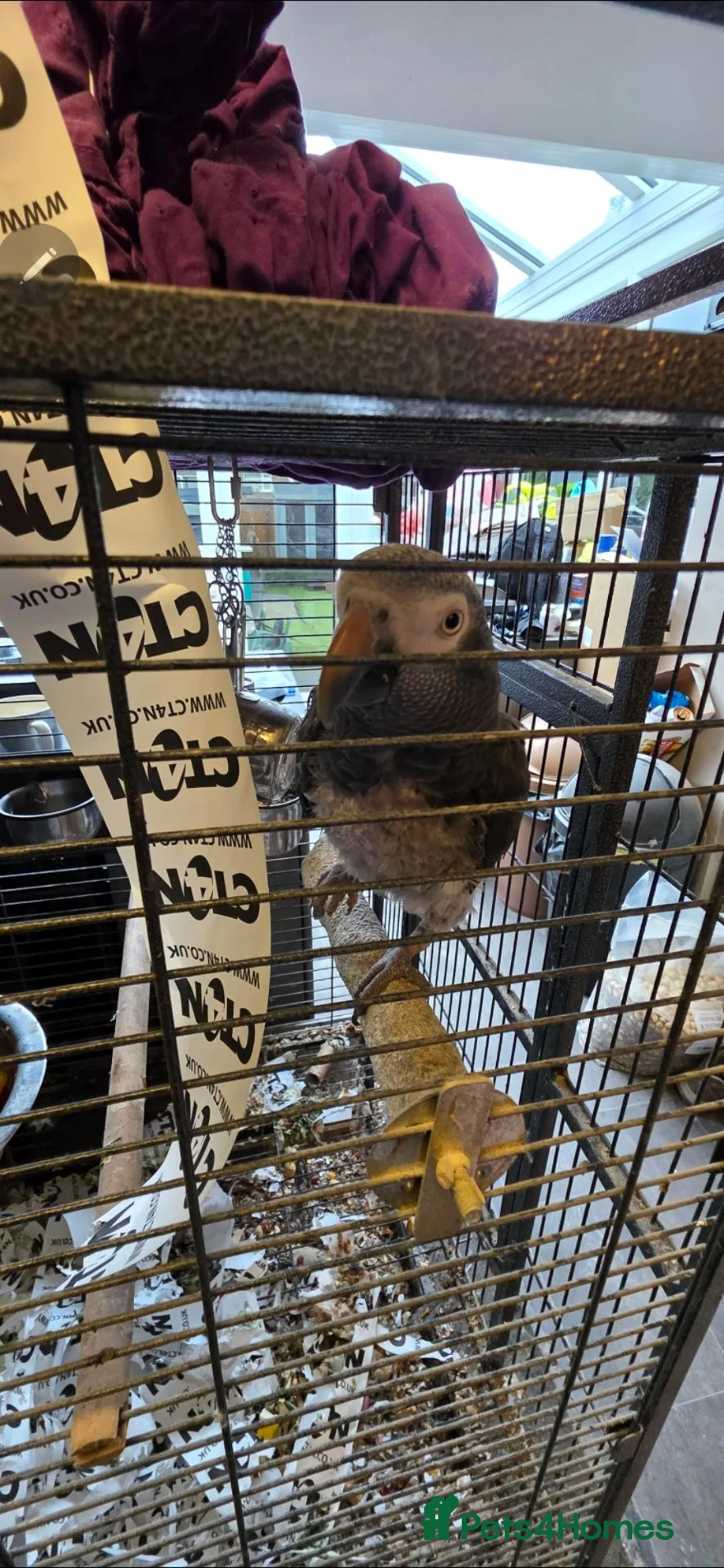 Parrots birds for sale: African grey timneh - Advert 2