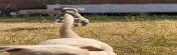 Whippet dogs for sale: Beautiful whippet puppies - Advert 3