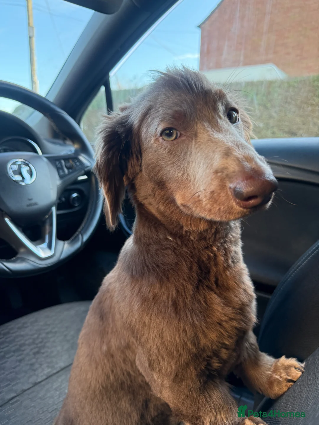 Dachshund dogs for stud: Daschund male looking for stud  - Advert 2