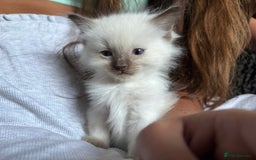 Ragdoll cats for sale: Rag doll x  - Image 2