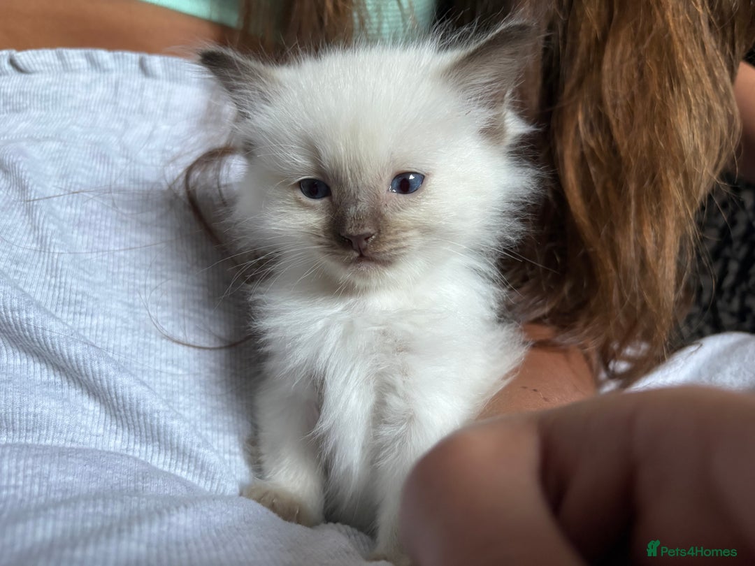 Ragdoll cats for sale: Rag doll x  - Image 2
