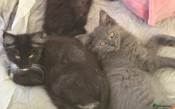Maine Coon cats for sale: REDUCED gorgeous Maine coon /Ragdoll kittens  - Image 9