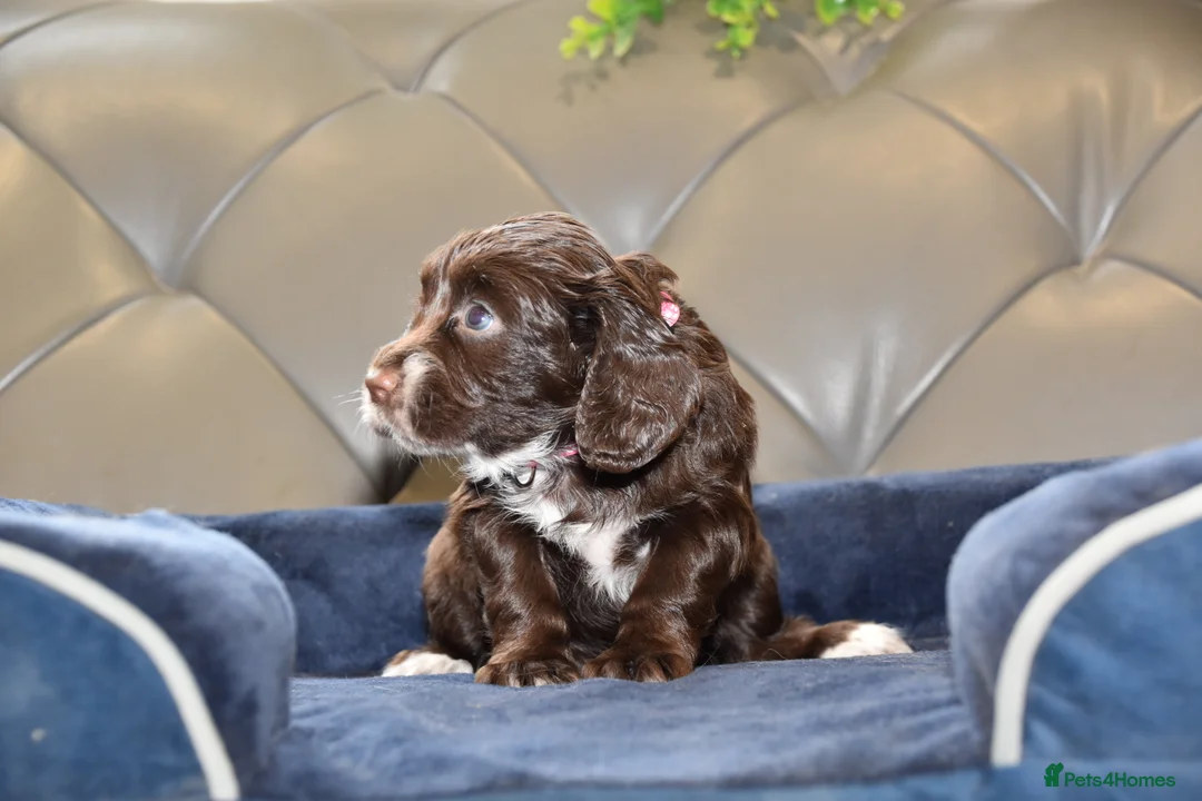 Cocker Spaniel dogs for sale: Kc Reg  Cocker Spaniel Puppies Health Tested - Advert 17