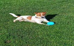 Jack Russell dogs for stud: proven small jackrussell boy for stud only  in Sheerness - Image 1