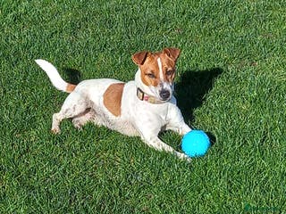 Jack Russell dogs proven small jackrussell boy for stud only in Sheerness - Advert 9