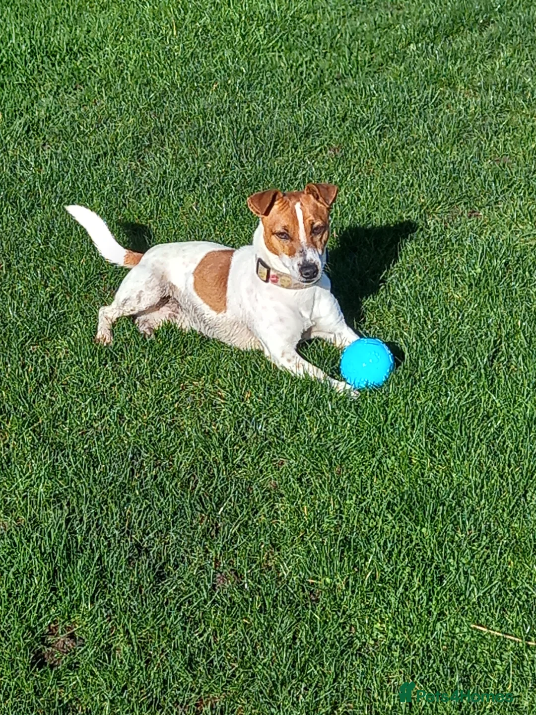 Jack Russell dogs for stud: proven small jackrussell boy for stud only  in Sheerness - Advert 1