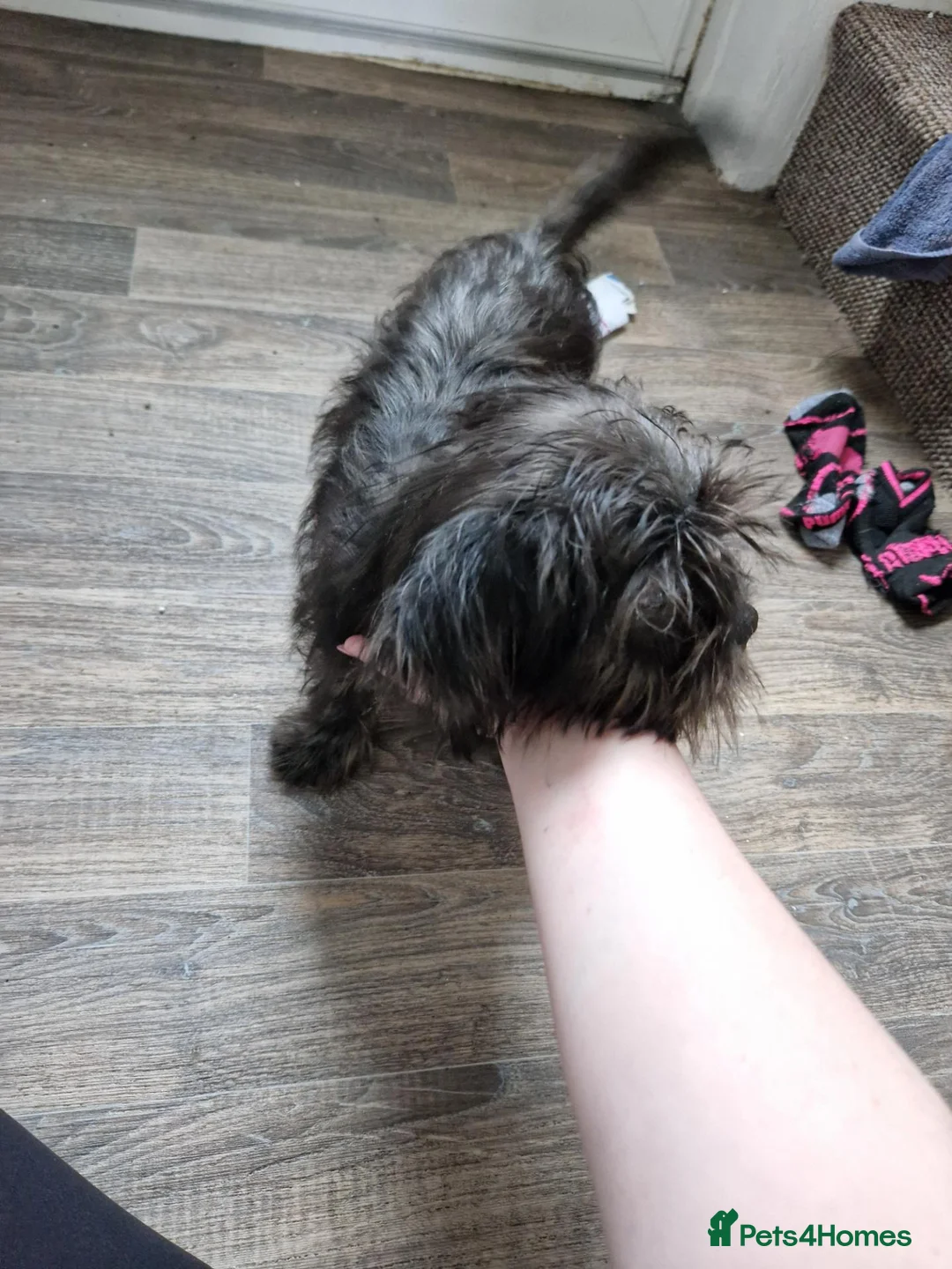 Mixed Breed dogs for sale: Male puppy  in Newtown - Advert 1