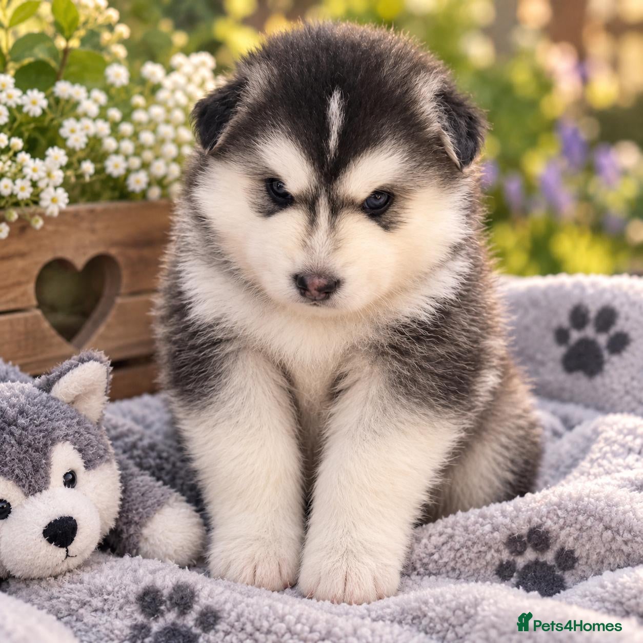 Pomsky dogs Pomsky puppies from Health tested parents - Advert 7