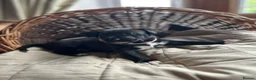 Mixed Breed dogs for sale: Rhodesian Ridgeback X Canaan Dog Puppies  - Advert 7