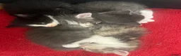 Mixed Breed cats for sale: Friendly, Playful Kittens - Advert 15