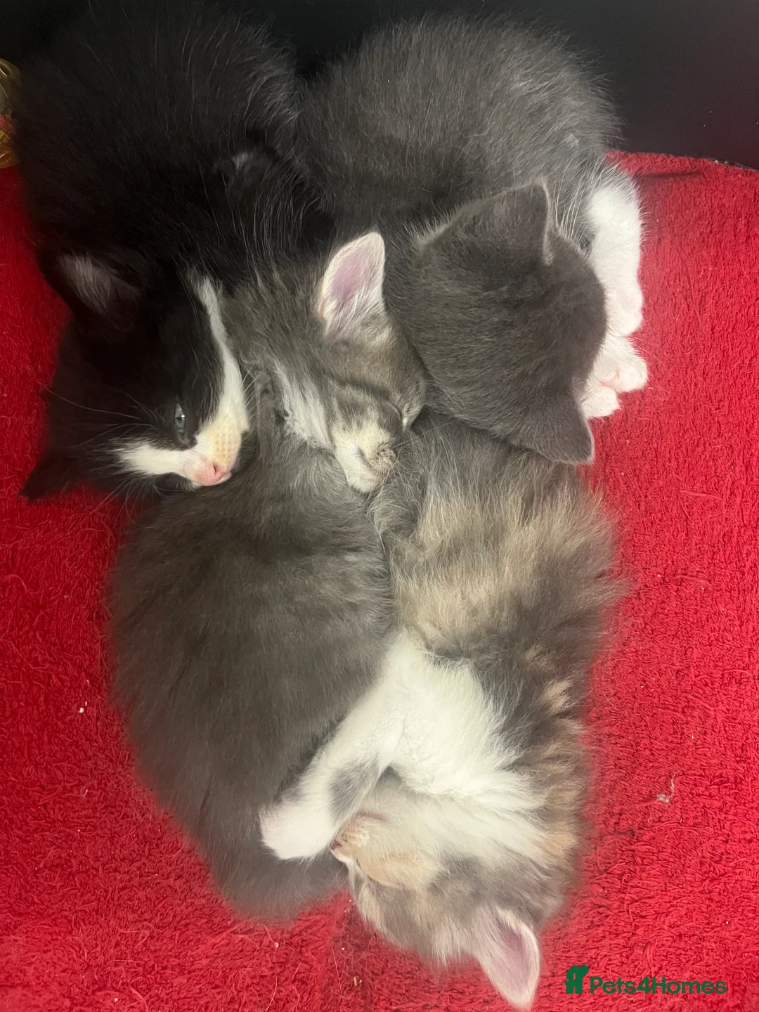 Mixed Breed cats for sale: Friendly, Playful Kittens - Advert 15
