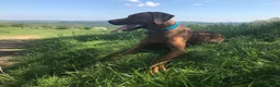 Rhodesian Ridgeback dogs for sale: Rhodesian Ridgebacks: Exceptional, 4th Generation - Advert 29