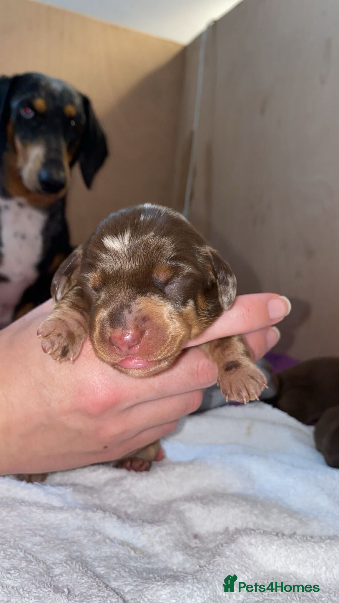 Miniature Dachshund dogs Gorgeous dapple mini dachshund female  - Advert 11