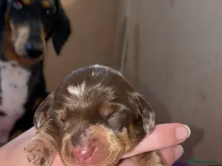 Miniature Dachshund dogs Gorgeous dapple mini dachshund female - Advert 11