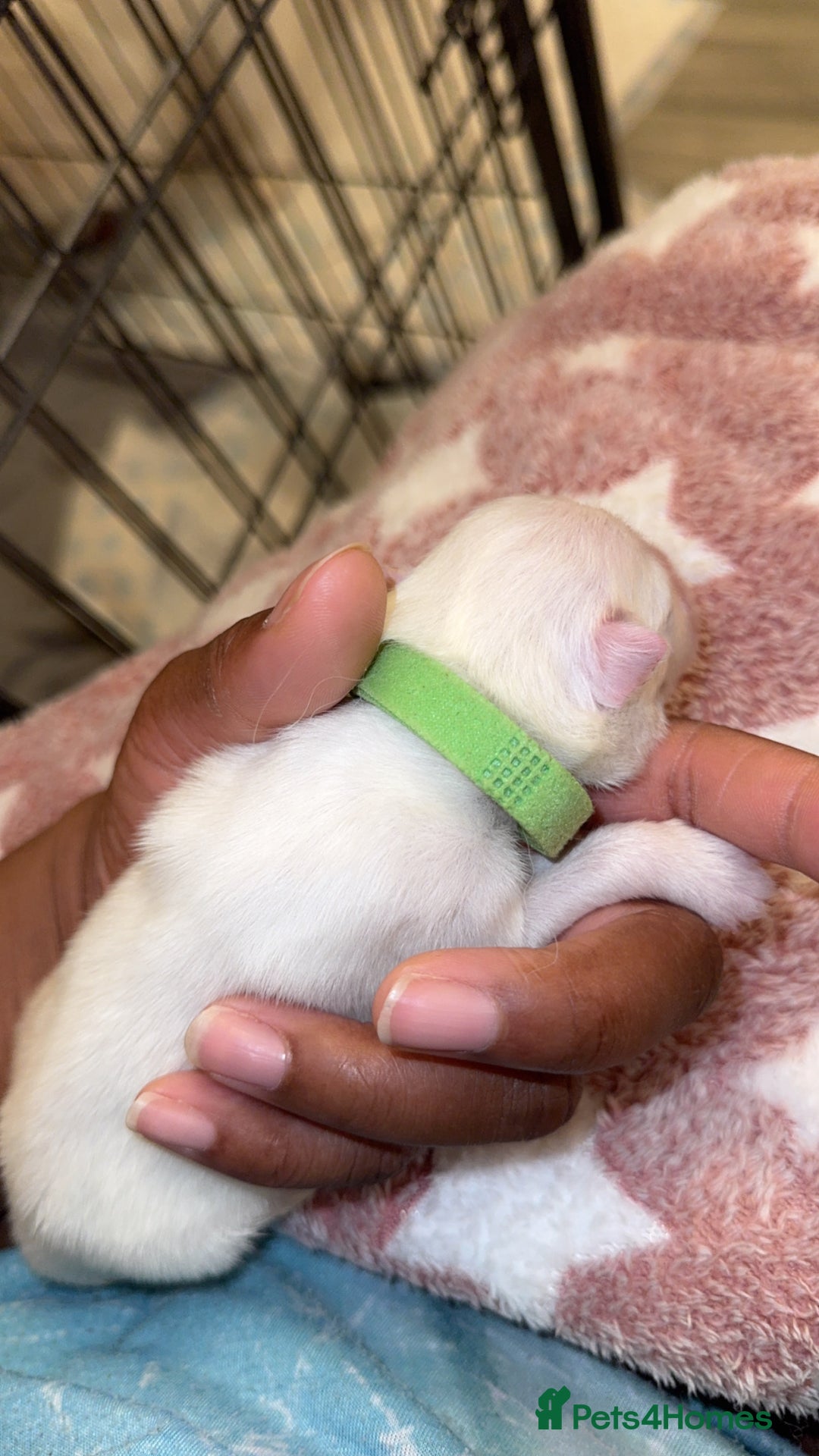 Samoyed dogs for sale: Beautiful Samoyed Pups Ready for a Loving Home  - Advert 19