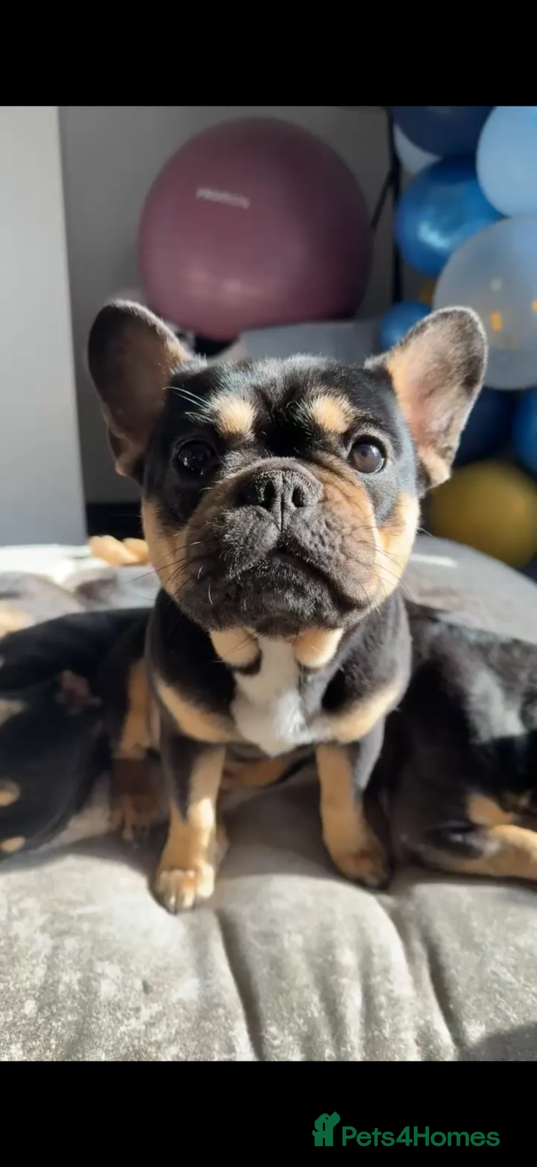 French Bulldog dogs for sale: Last 2 remaining Frenchie boys READY TO LEAVE - Advert 2