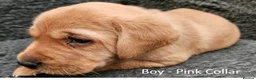 Labrador Retriever dogs for sale: Red Fox Labs : Health Checked-KC Reg-FTCH Pedigree - Advert 7