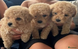 Bichon Frise dogs for stud: kc registered bichon frise for stud in Southampton - Image 10