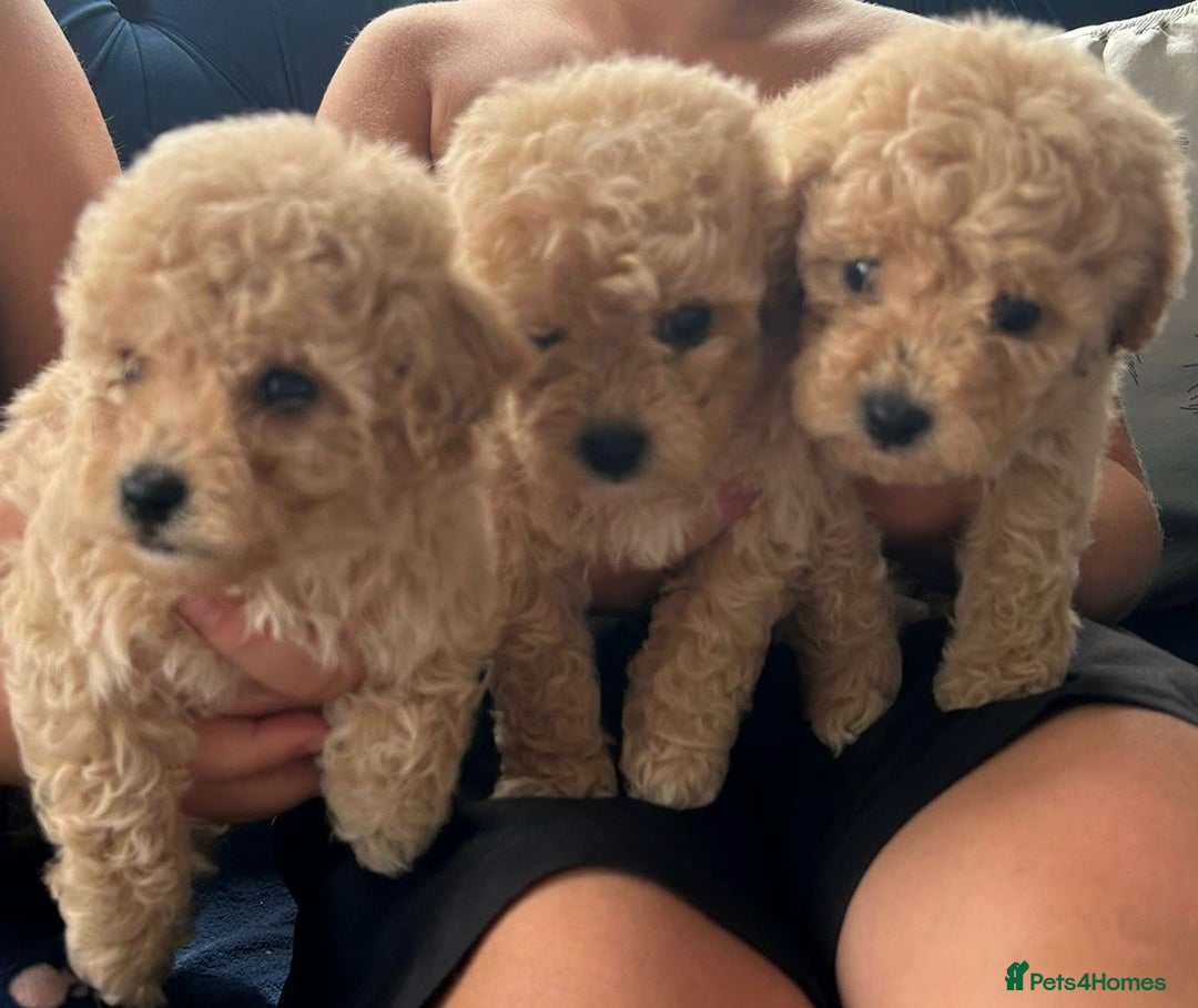 Bichon Frise dogs for stud: kc registered bichon frise for stud in Southampton - Image 10